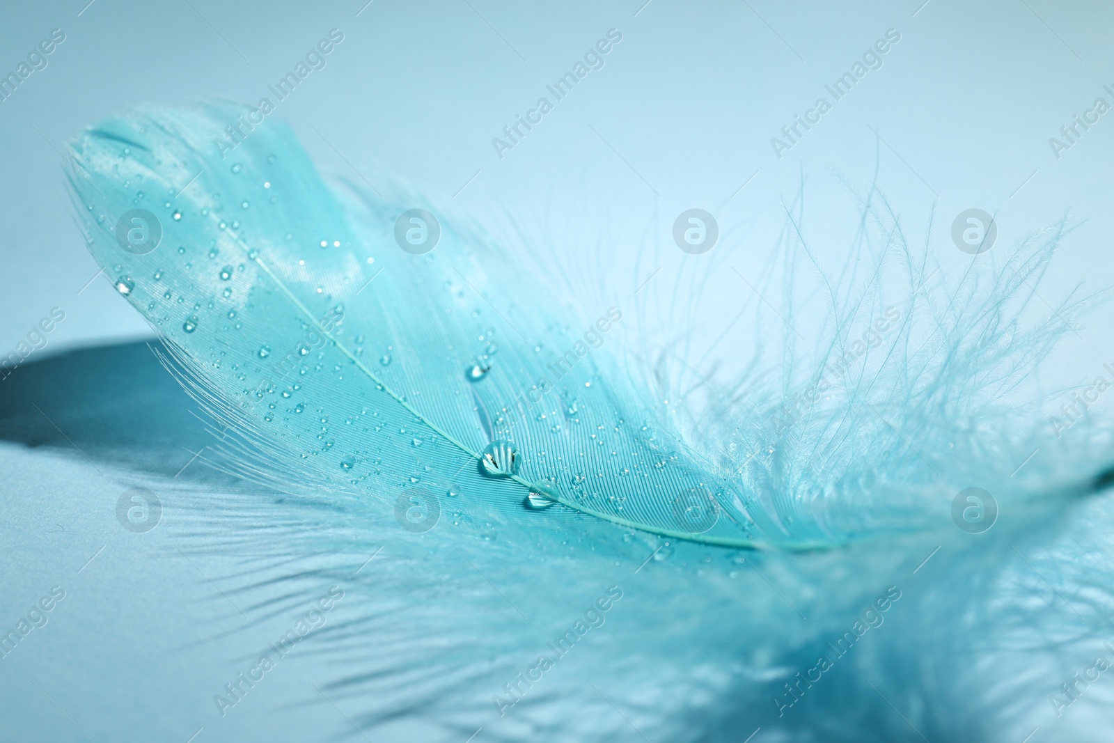 Photo of One fluffy feather on light blue background, closeup