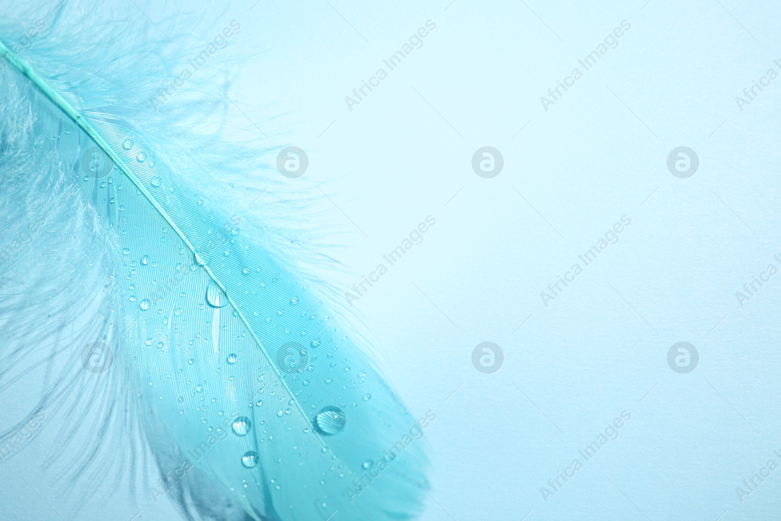 Photo of Fluffy feather on light blue background, top view. Space for text