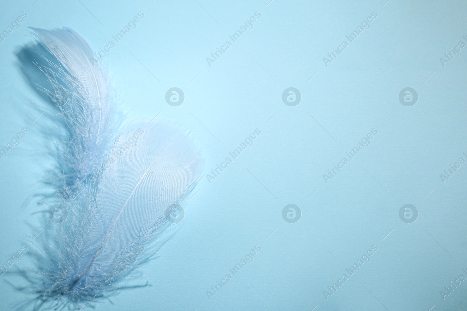 Photo of Fluffy feathers on light blue background, top view. Space for text