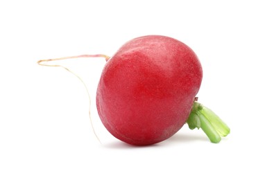 Photo of One fresh ripe radish isolated on white