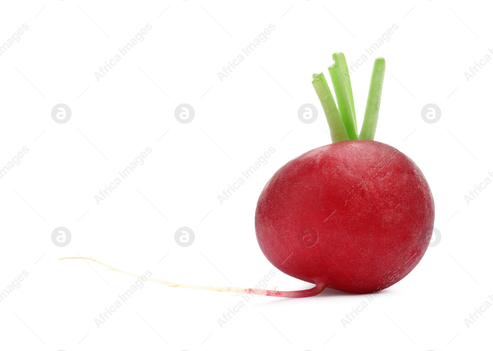 Photo of One fresh ripe radish isolated on white