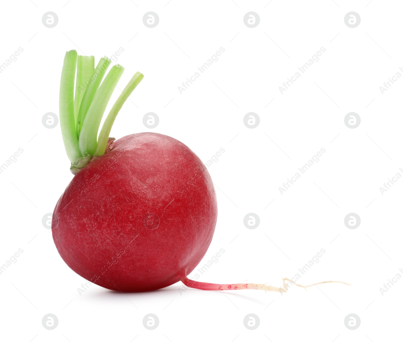 Photo of One fresh ripe radish isolated on white