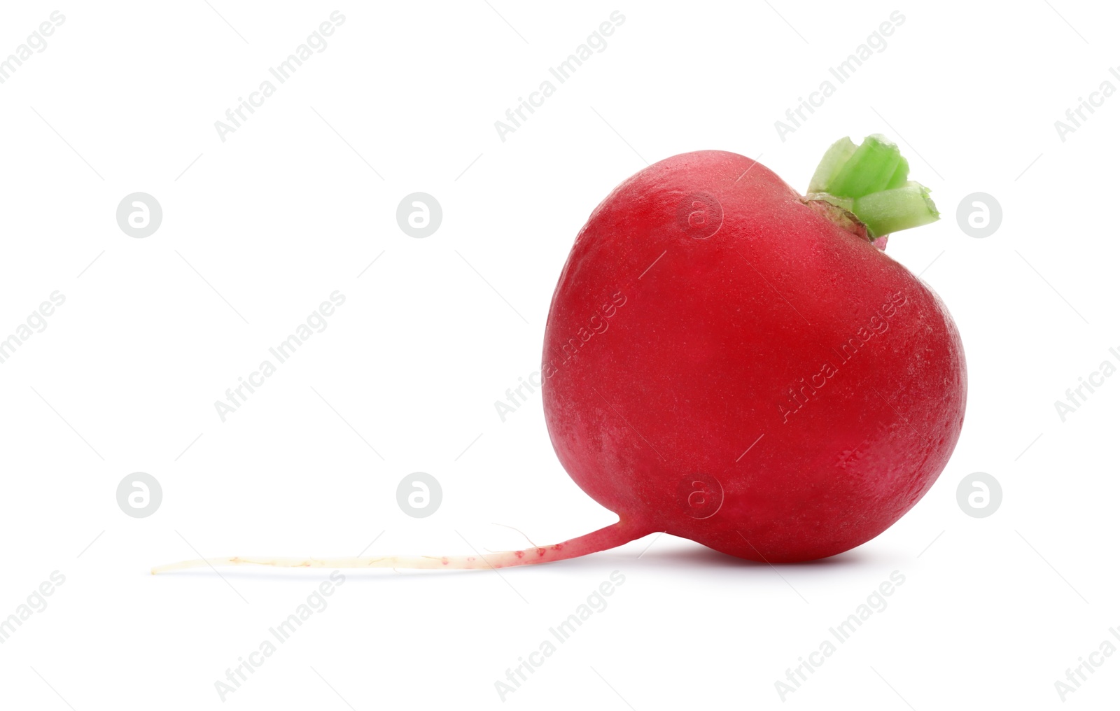 Photo of One fresh ripe radish isolated on white