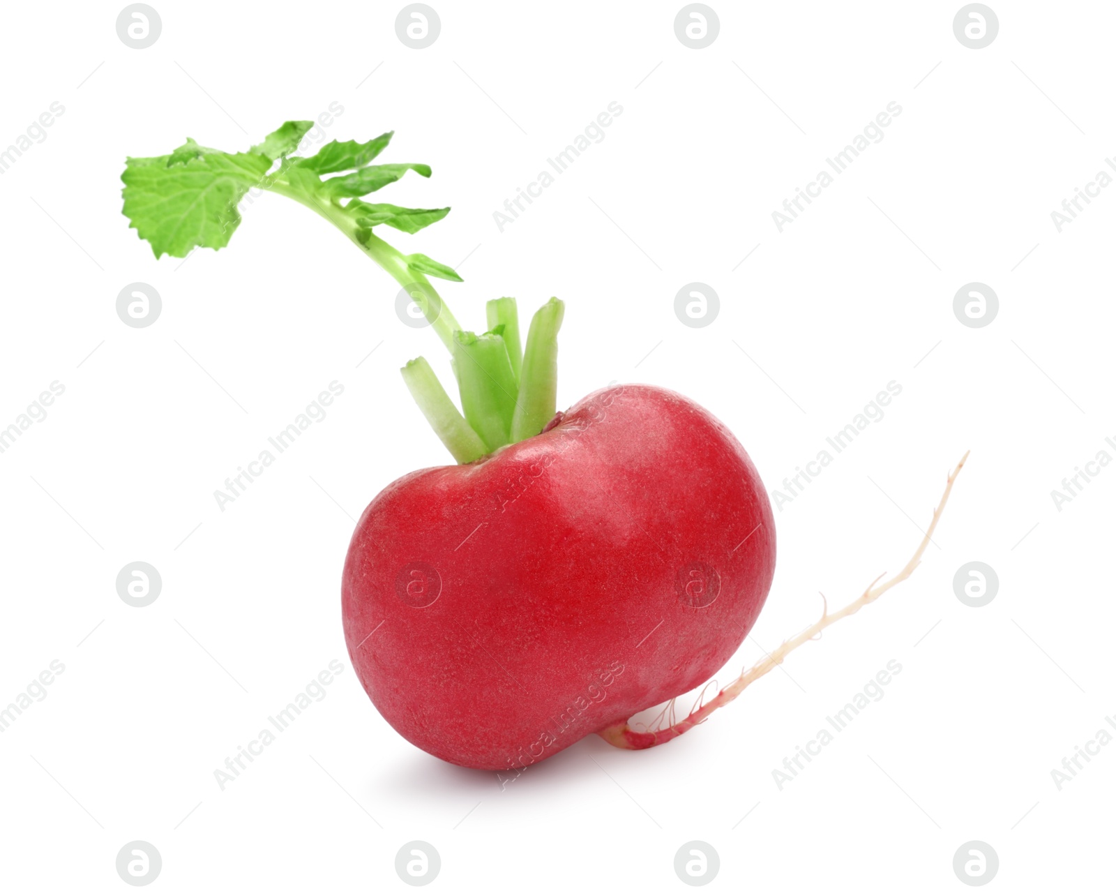 Photo of One fresh ripe radish isolated on white