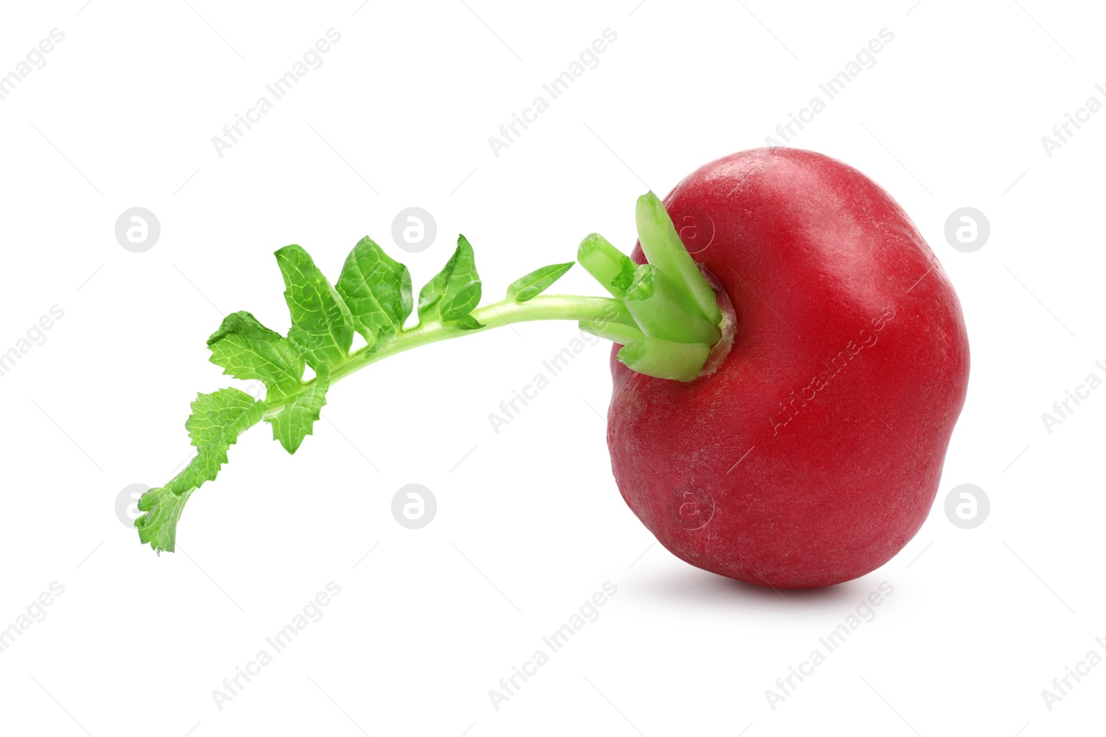 Photo of One fresh ripe radish isolated on white