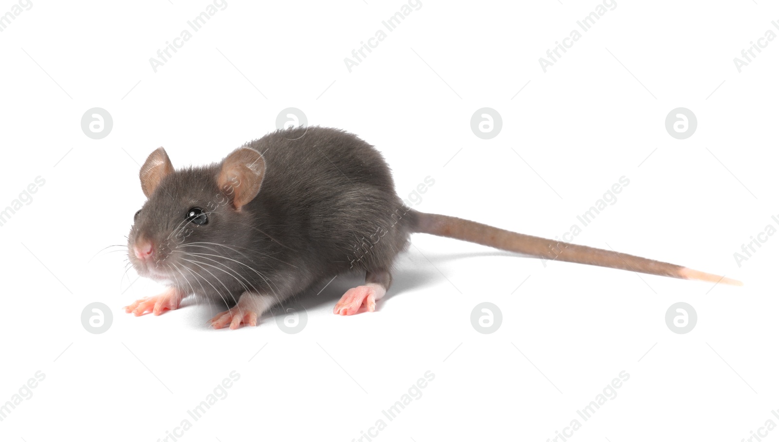 Photo of Little rat on white background. Cute pet