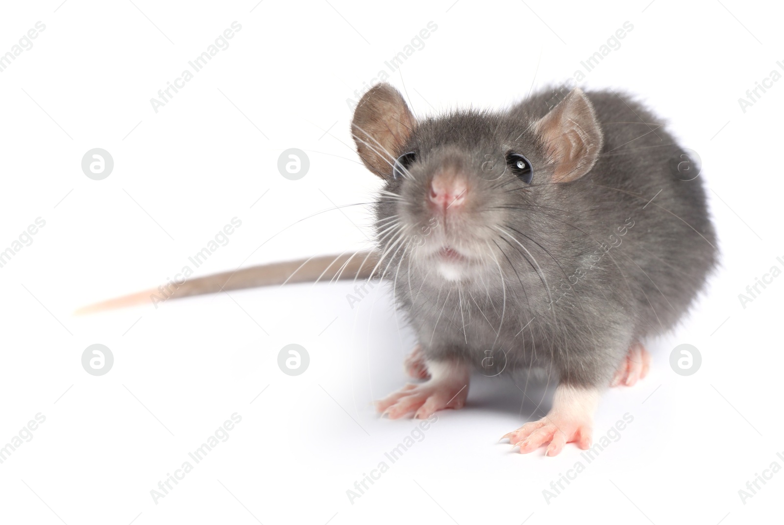 Photo of Little rat on white background. Cute pet