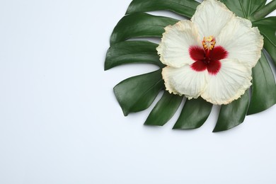 Photo of Beautiful tropical hibiscus flower and monstera leaf on white background, top view