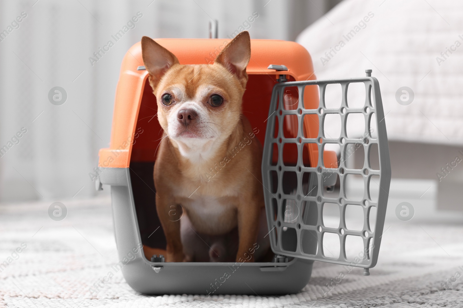 Photo of Adorable dog in pet carrier on floor indoors