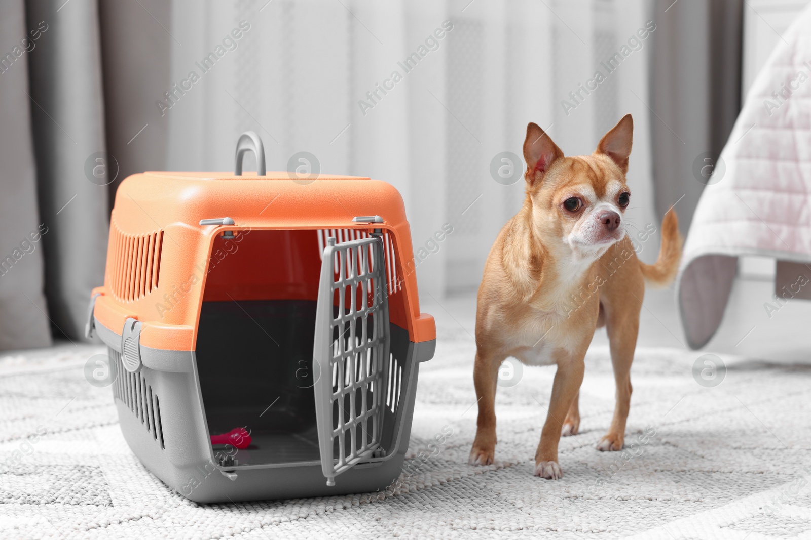 Photo of Adorable dog and pet carrier on floor indoors