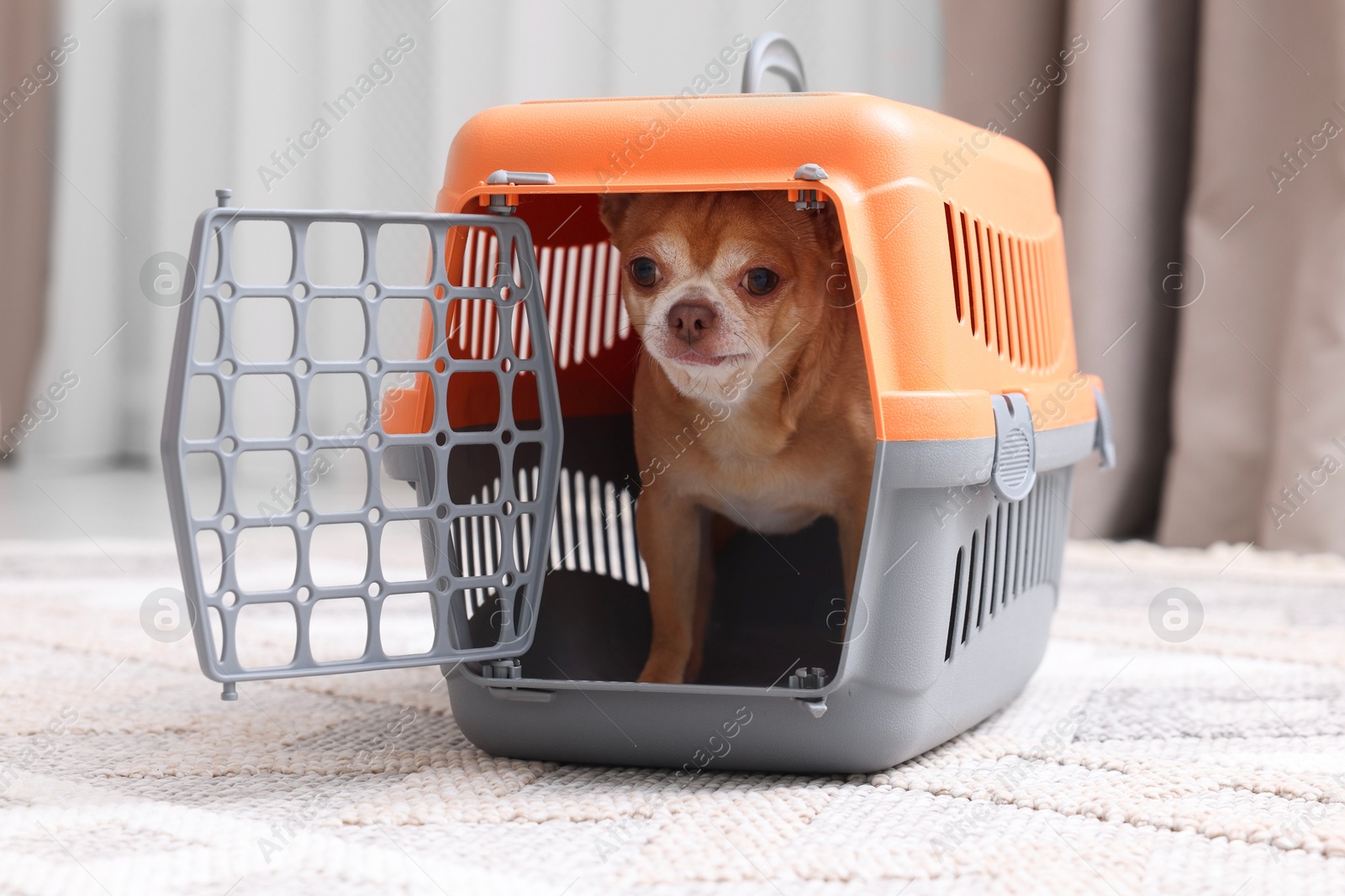 Photo of Adorable dog in pet carrier on floor indoors