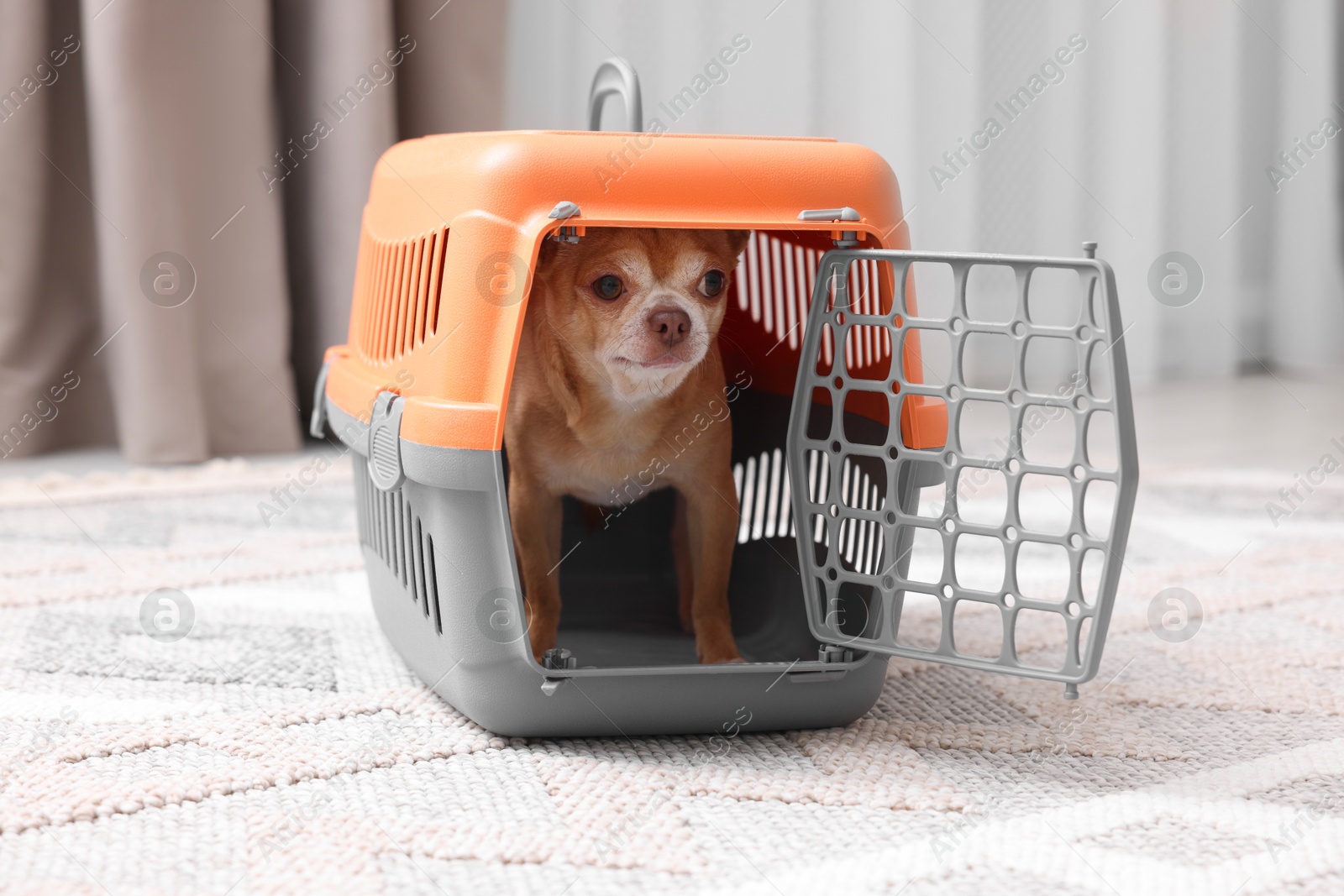 Photo of Adorable dog in pet carrier on floor indoors