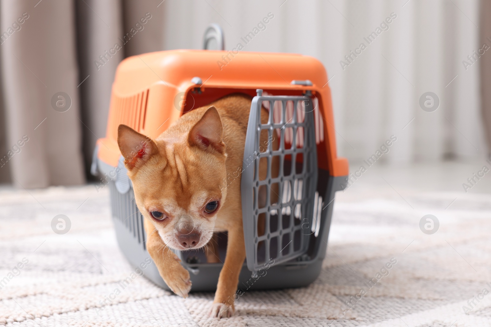 Photo of Adorable dog in pet carrier on floor indoors