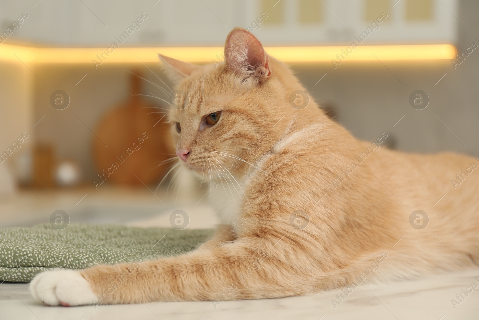 Photo of Cute ginger cat relaxing on white table at home