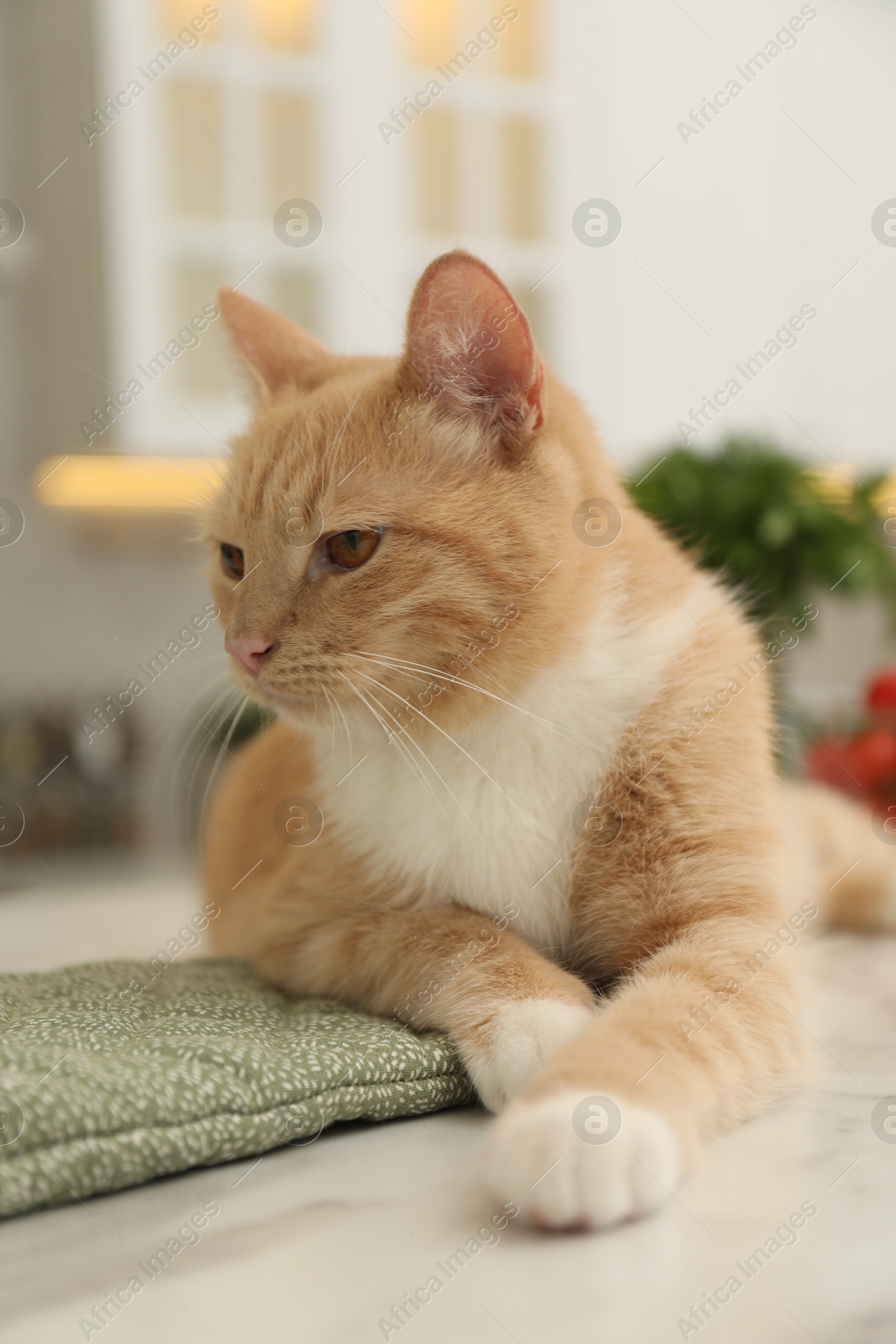 Photo of Cute ginger cat relaxing on white table at home