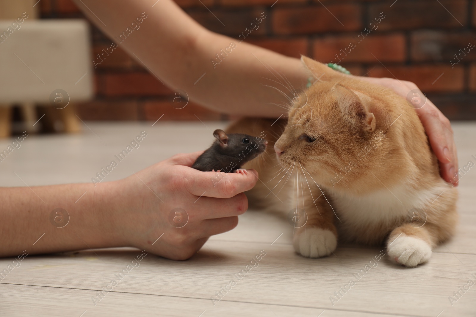 Photo of Woman introducing cat with rat on floor at home, closeup