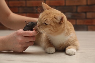 Photo of Woman introducing cat with rat on floor at home, closeup