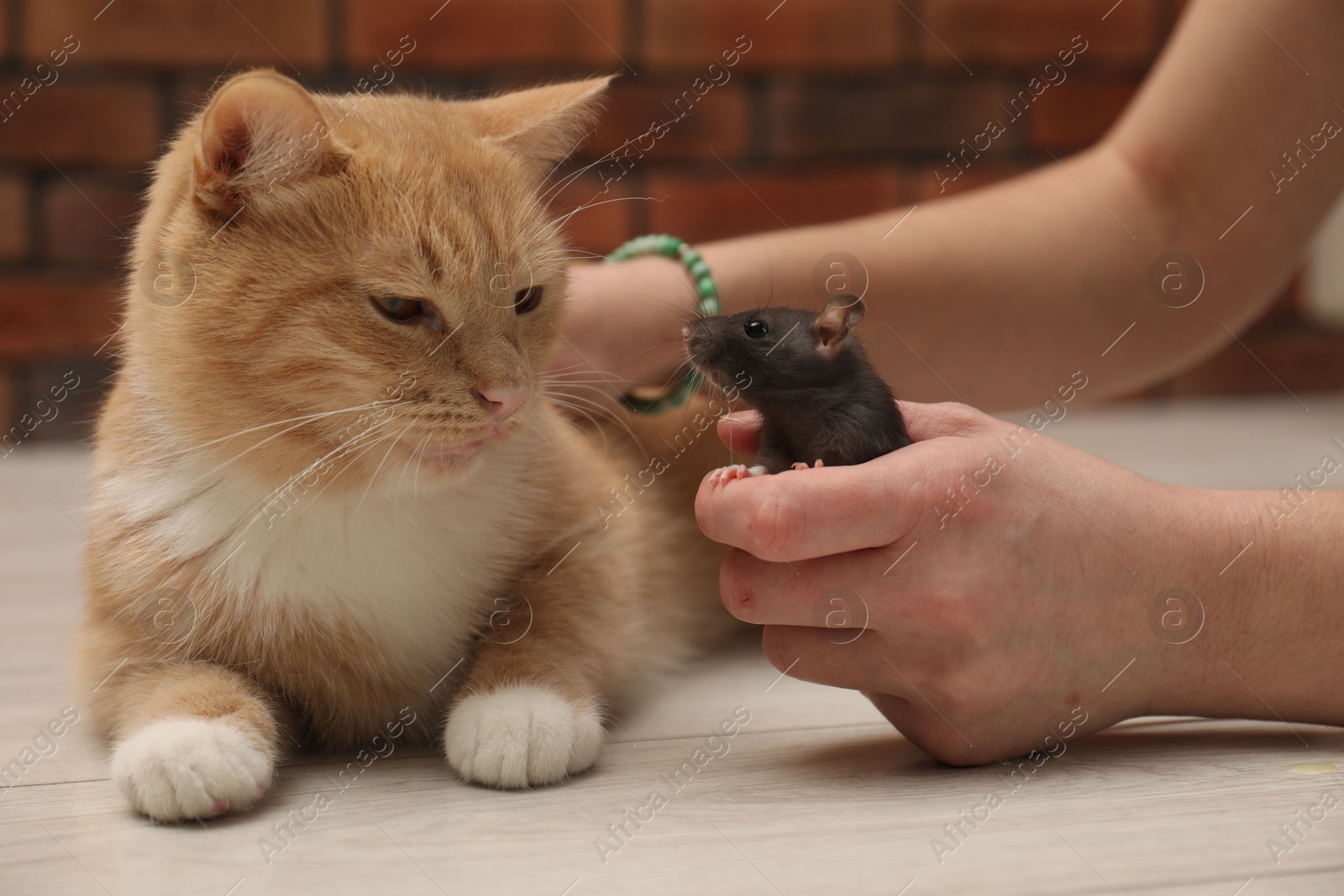 Photo of Woman introducing cat with rat on floor at home, closeup