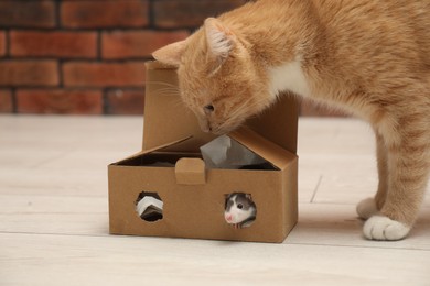 Photo of Cute cat looking at box with rat on floor at home