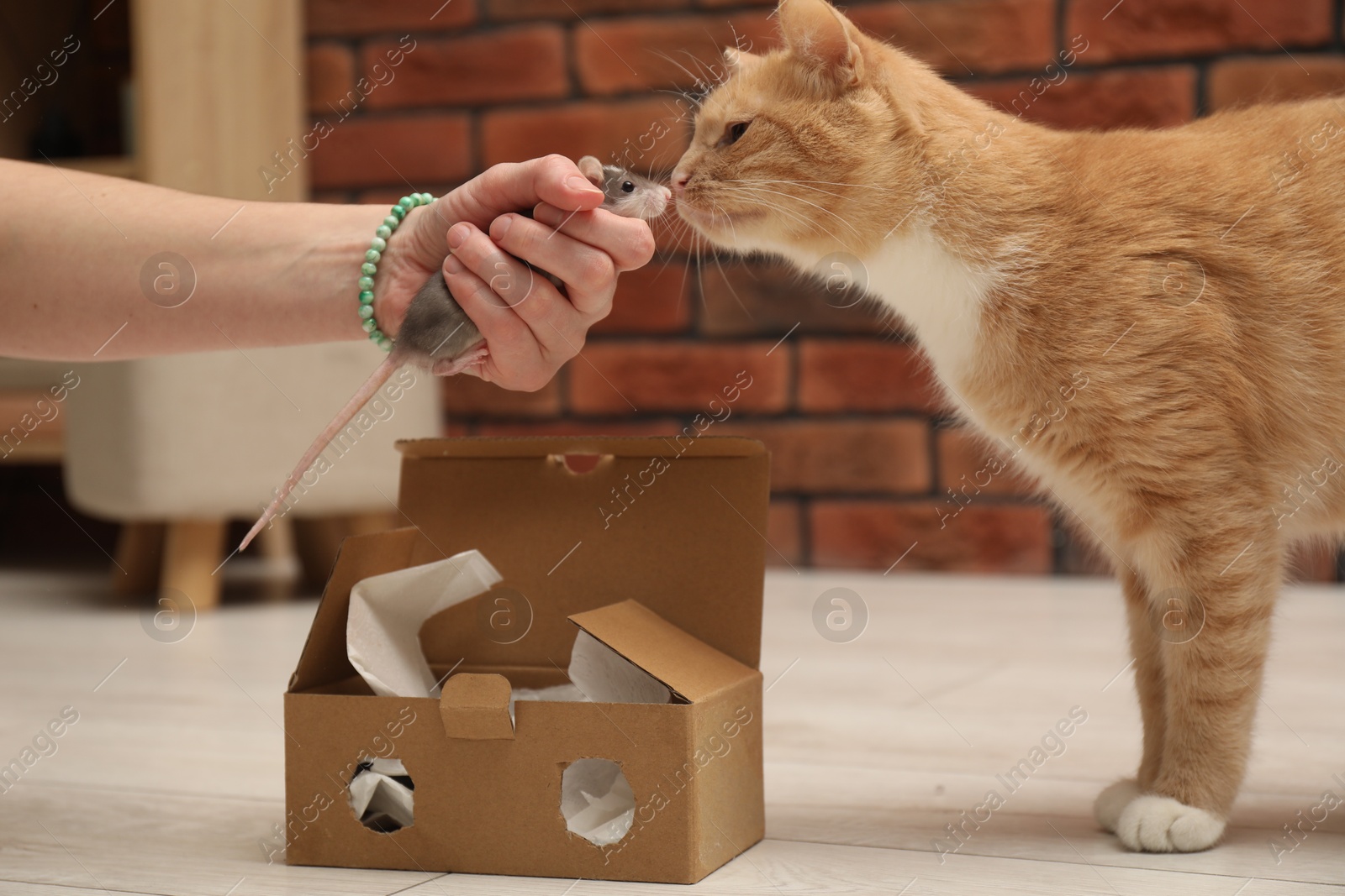 Photo of Woman introducing cat with rat on floor at home, closeup