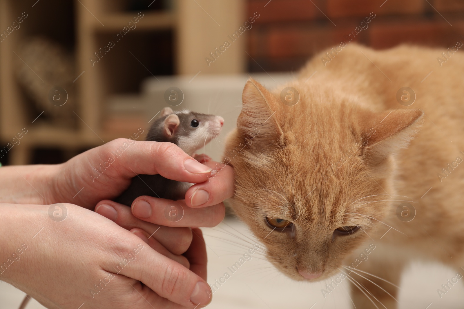 Photo of Woman introducing cat with rat at home, closeup