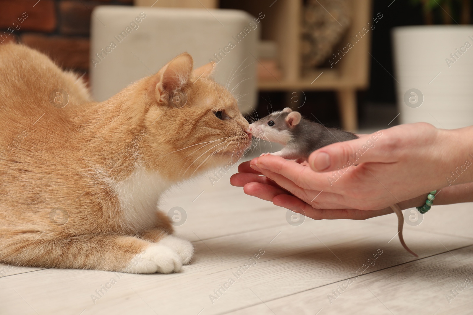 Photo of Woman introducing cat with rat on floor at home, closeup