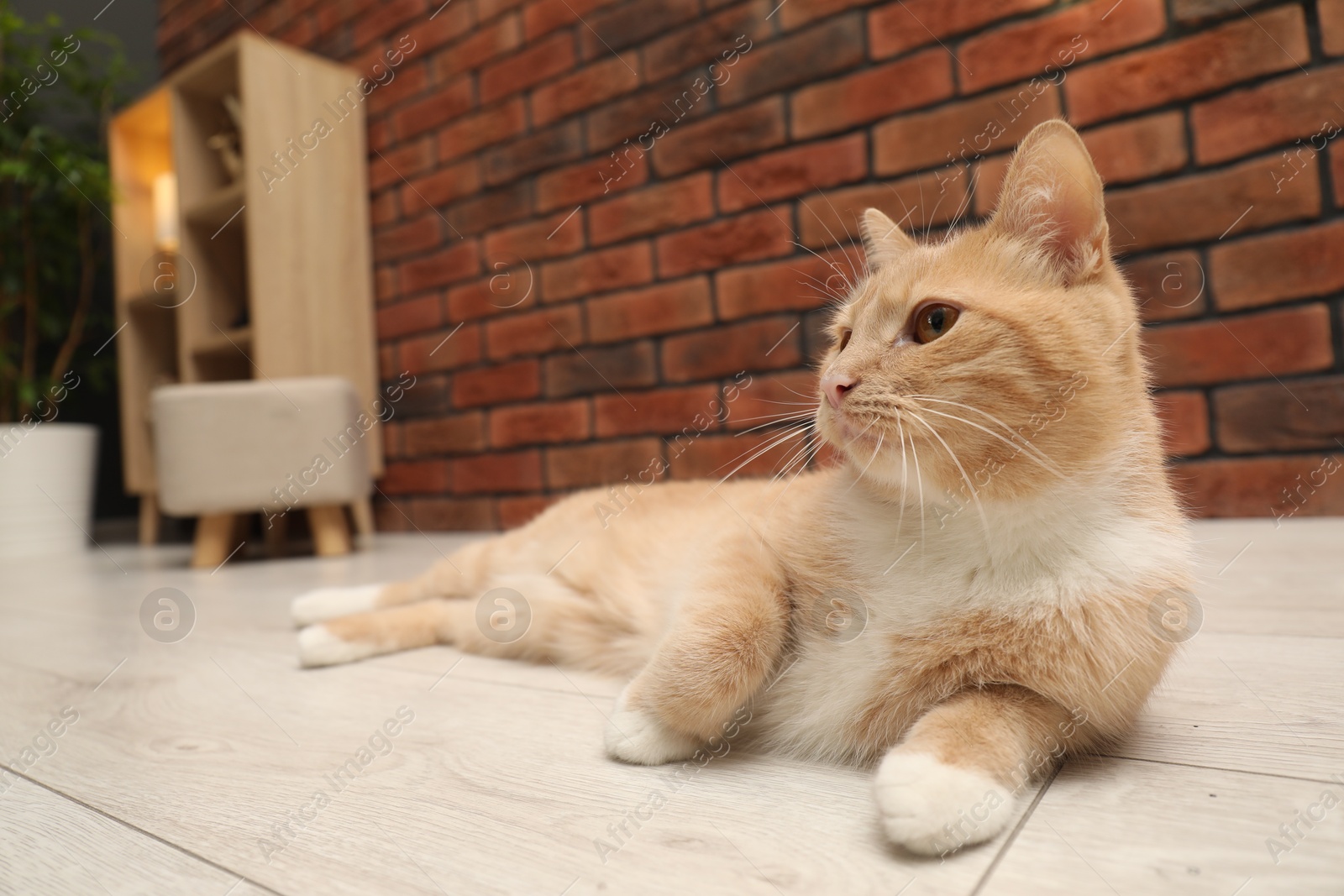 Photo of Adorable cat lying on floor at home, low angle view