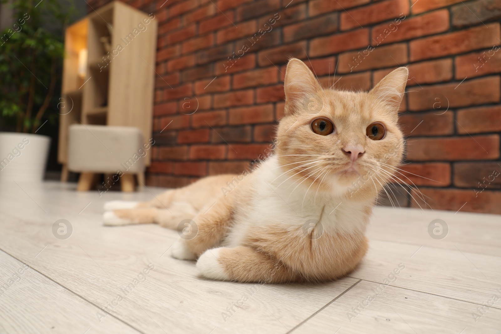 Photo of Adorable cat lying on floor at home