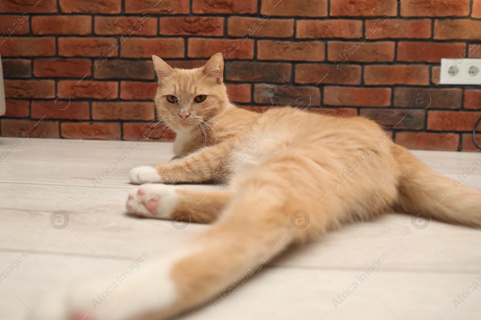 Photo of Adorable cat lying on floor at home