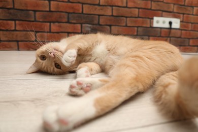 Photo of Adorable cat lying on floor at home