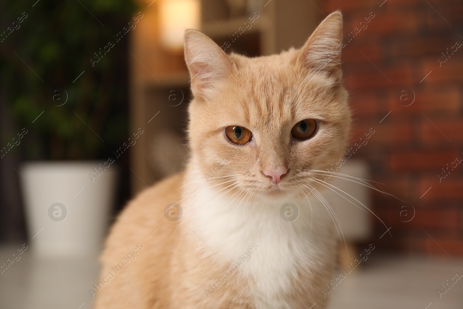 Photo of Portrait of adorable ginger cat at home, closeup