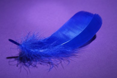 Fluffy blue feather on purple background, closeup