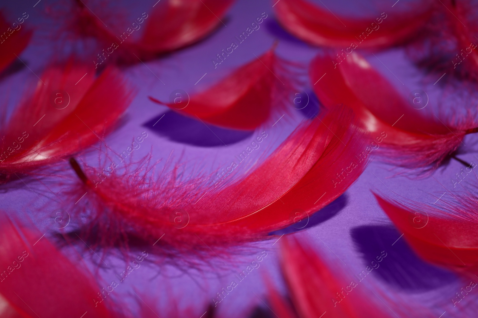 Photo of Fluffy red feathers on purple background, closeup