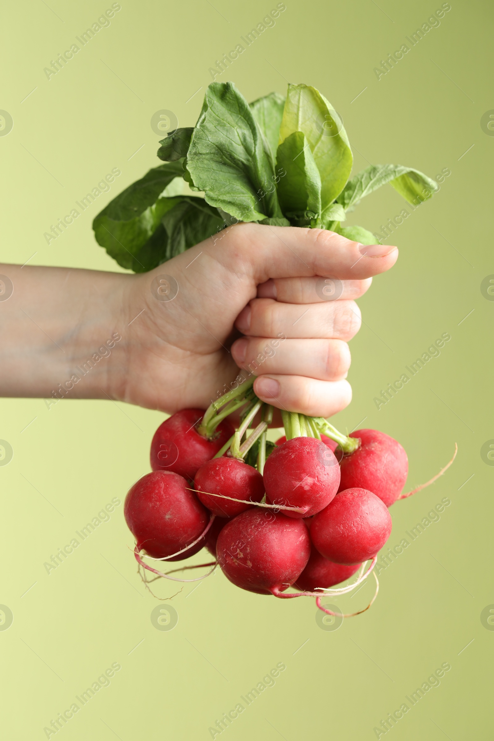 Woman with bunch of fresh radishes on green background, closeup Photo of Woman with bunch of fresh radishes on green background, closeup