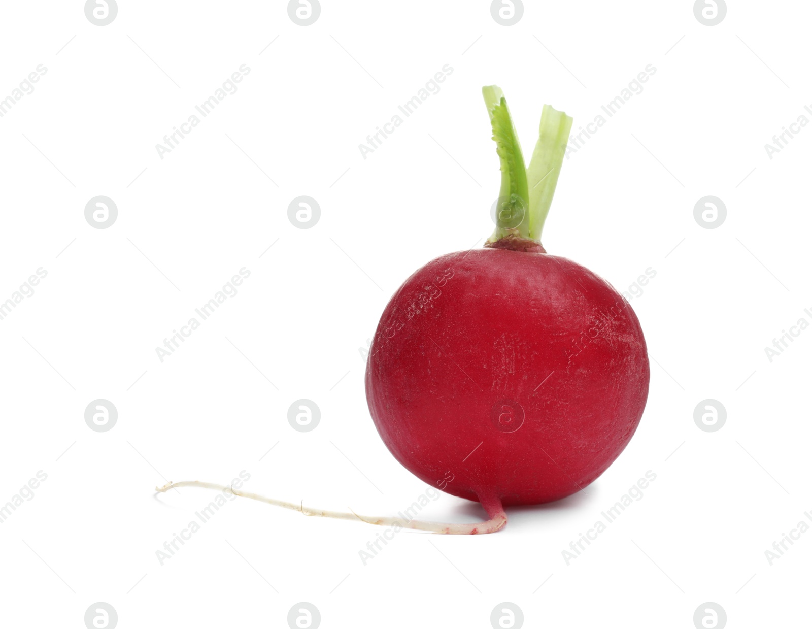 Photo of One fresh ripe radish isolated on white