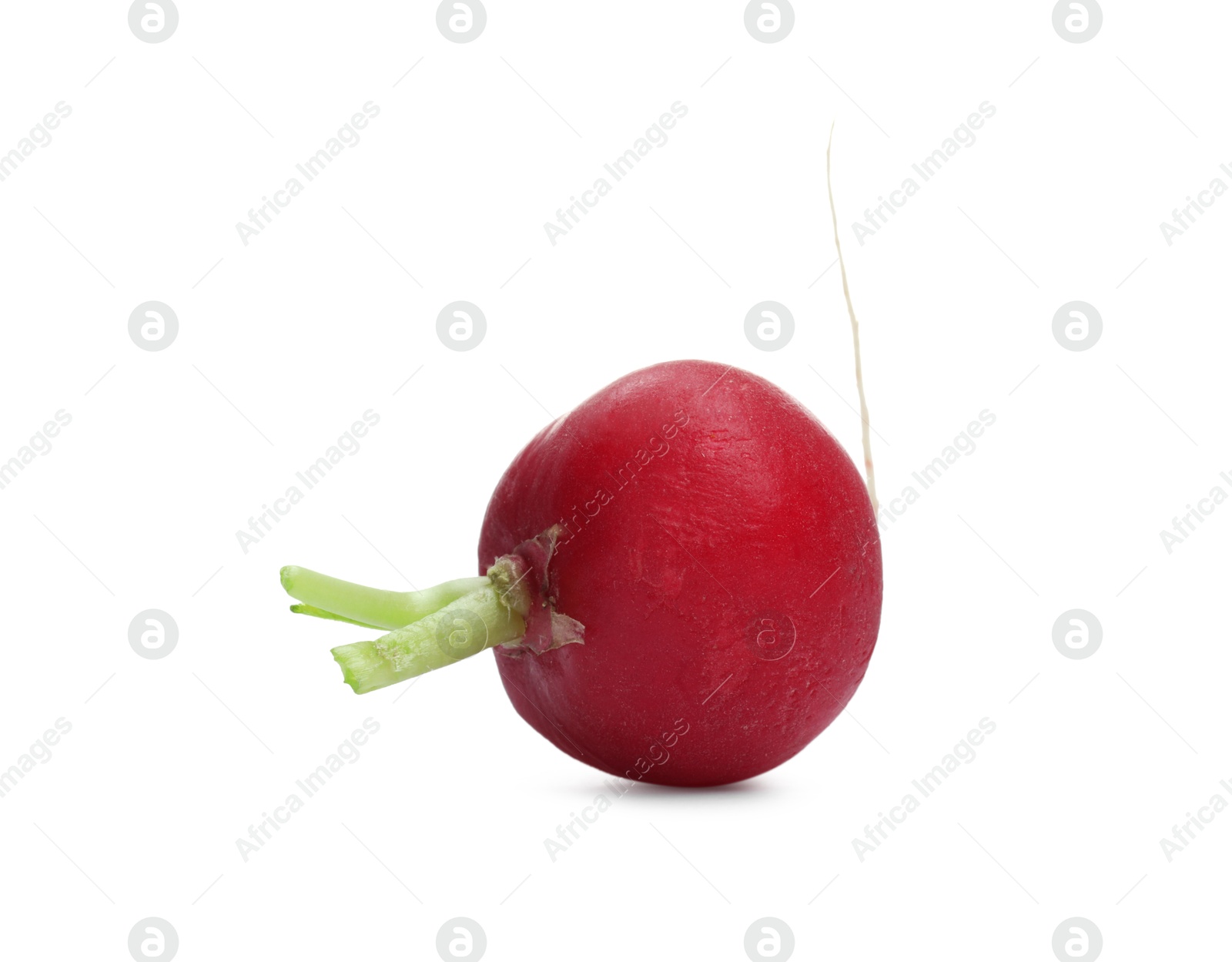 Photo of One fresh ripe radish isolated on white