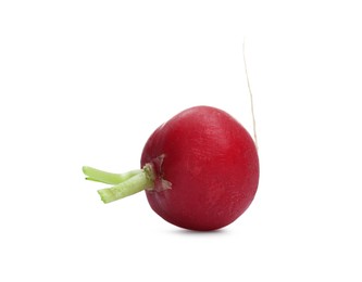 Photo of One fresh ripe radish isolated on white