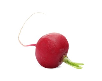 Photo of One fresh ripe radish isolated on white