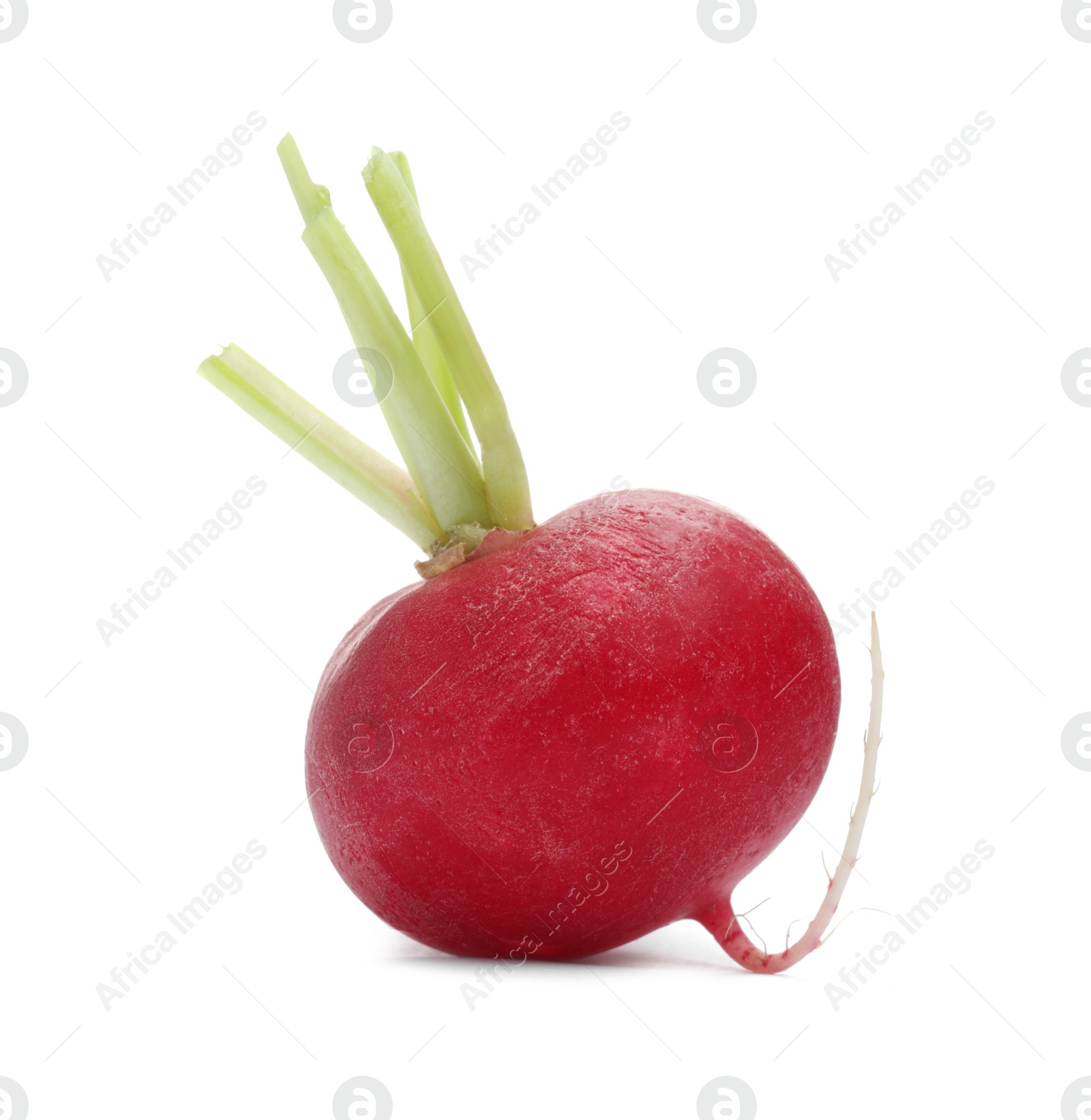 Photo of One fresh ripe radish isolated on white