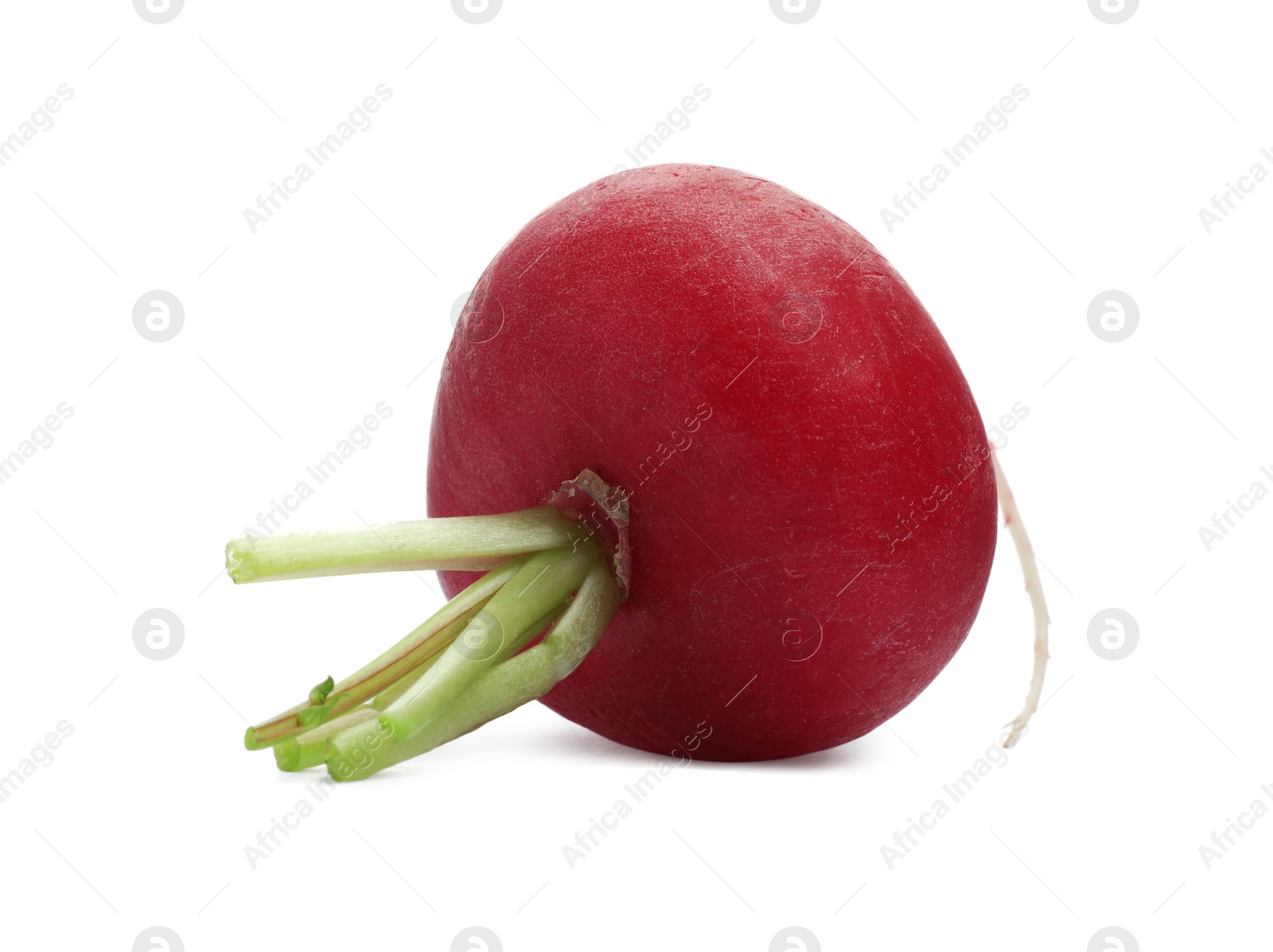 Photo of One fresh ripe radish isolated on white