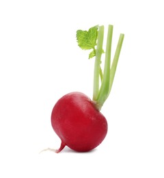 Photo of One fresh ripe radish isolated on white