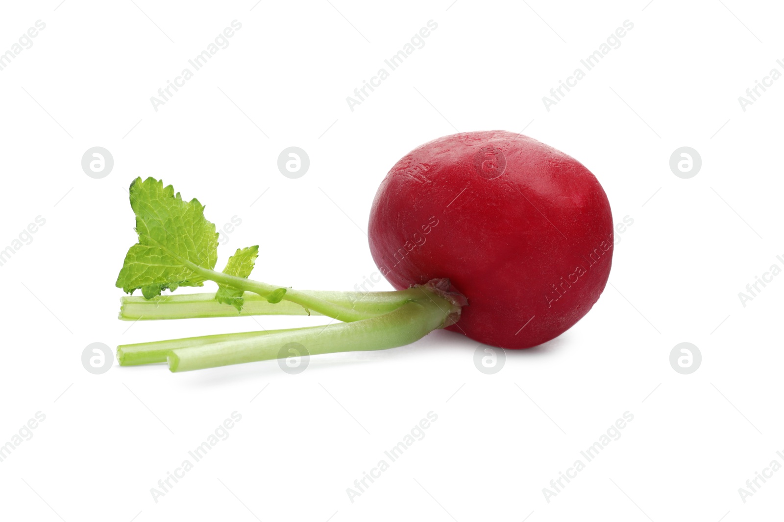 Photo of One fresh ripe radish isolated on white