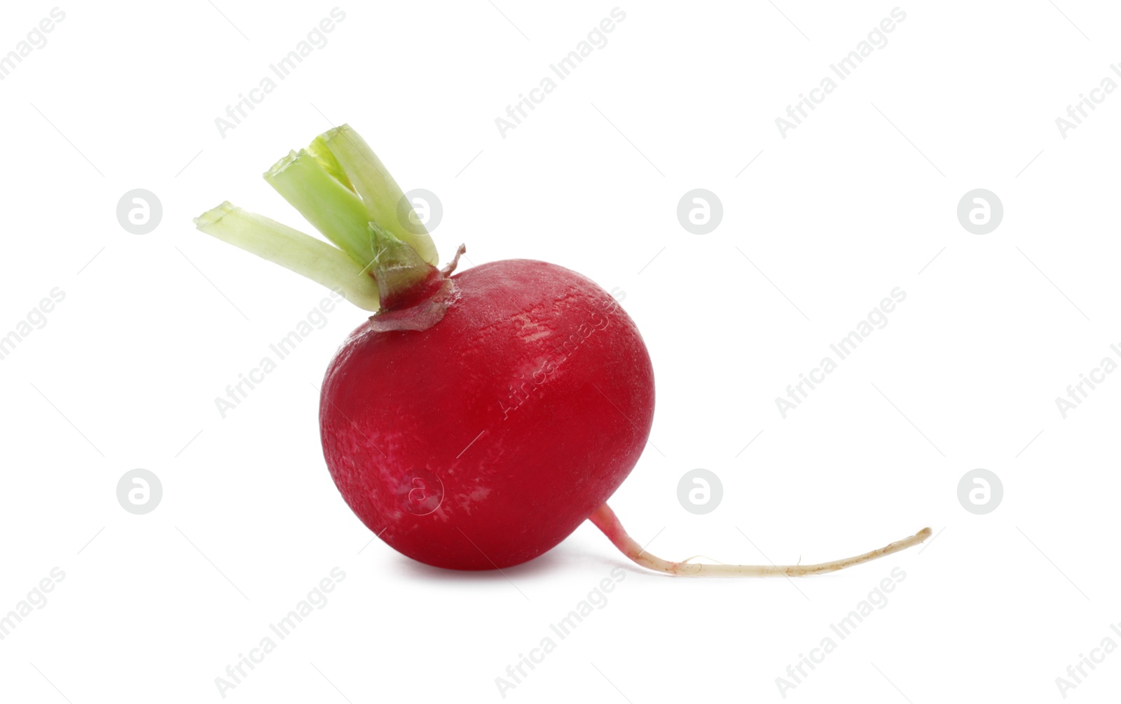 Photo of One fresh ripe radish isolated on white