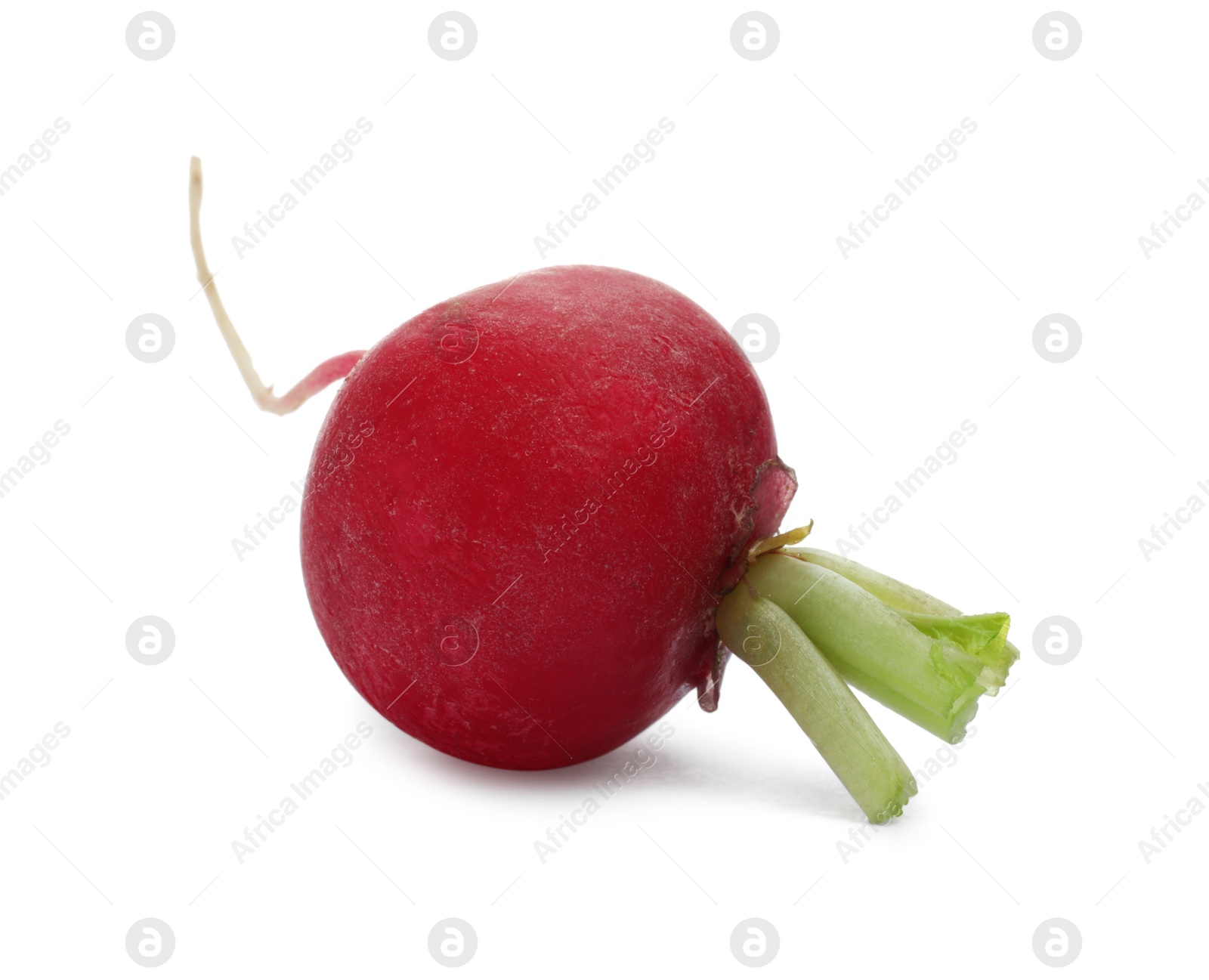 Photo of One fresh ripe radish isolated on white