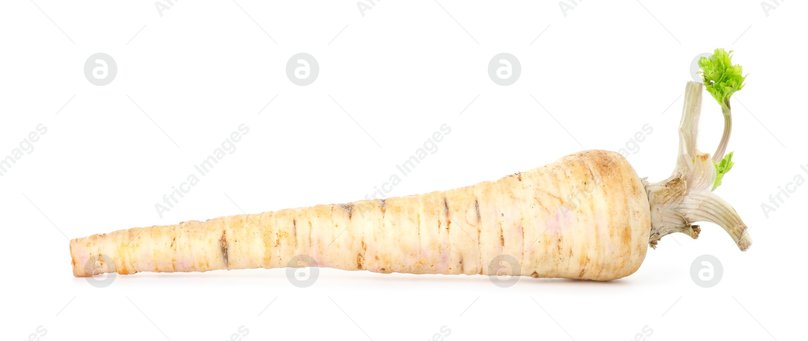 Photo of One fresh parsnip isolated on white. Root vegetable