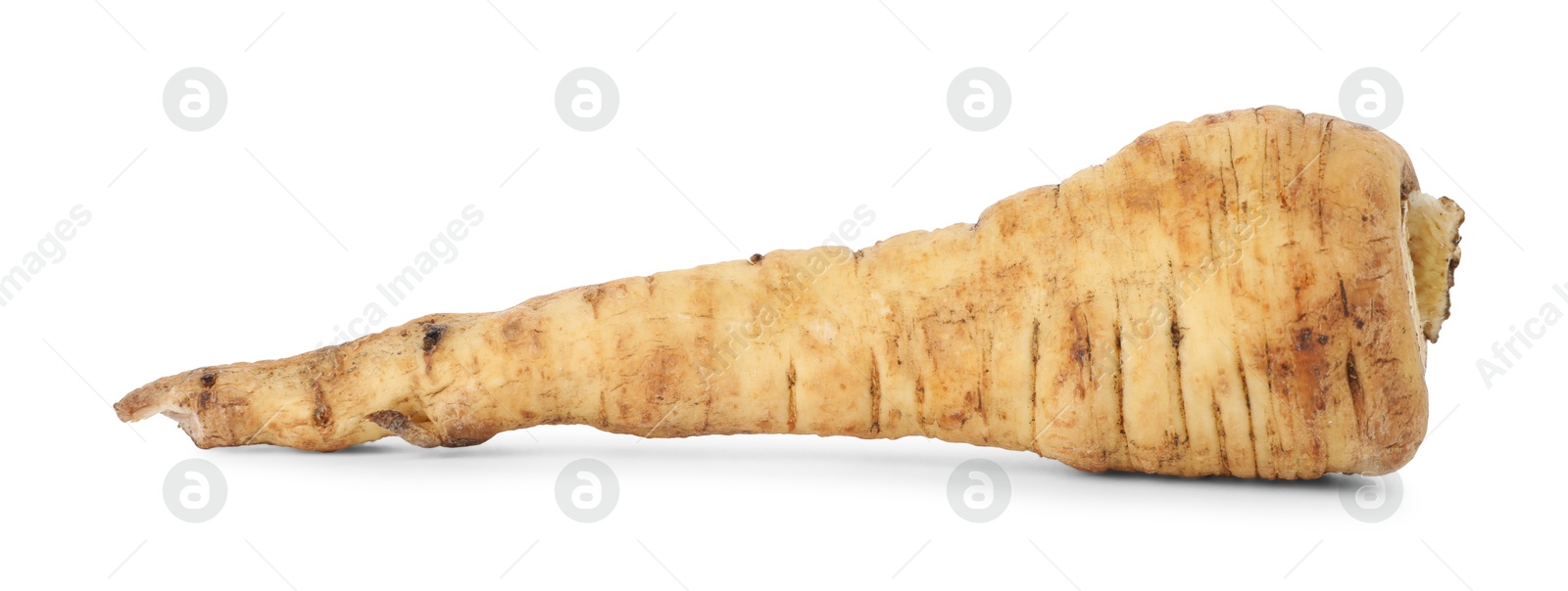 Photo of One fresh parsnip isolated on white. Root vegetable