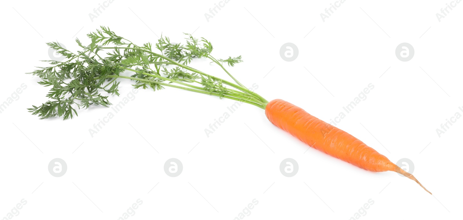 Photo of One fresh carrot isolated on white. Root vegetable