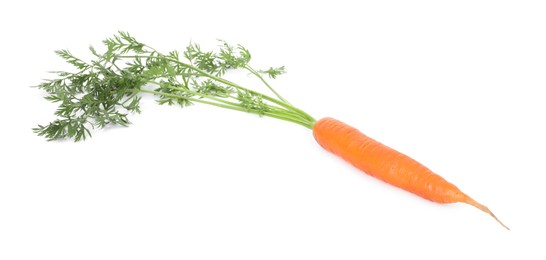 One fresh carrot isolated on white. Root vegetable