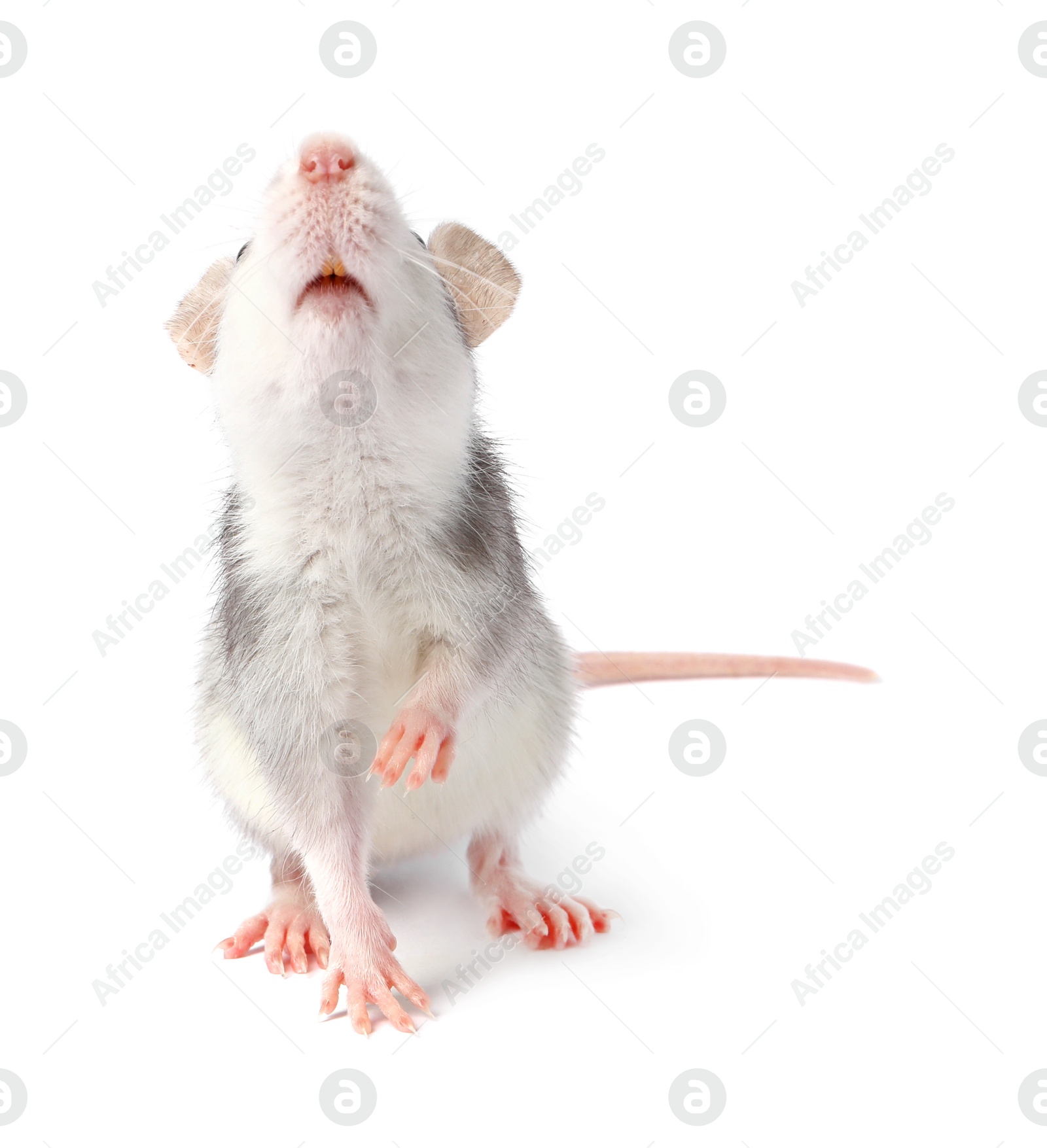 Cute rat on white background. Little pet Photo of Cute rat on white background. Little pet