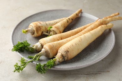 Photo of Many fresh parsley roots on grey table, closeup